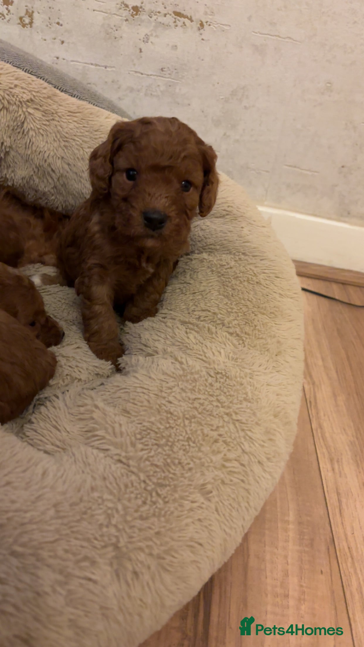 Cavapoo dogs Cavapoo F1B - Advert 3