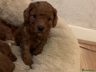 Cavapoo dogs Cavapoo F1B - Advert 3