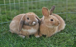 Mixed Breed rabbits for sale: Beautiful Bonded Bunnies - Image 1