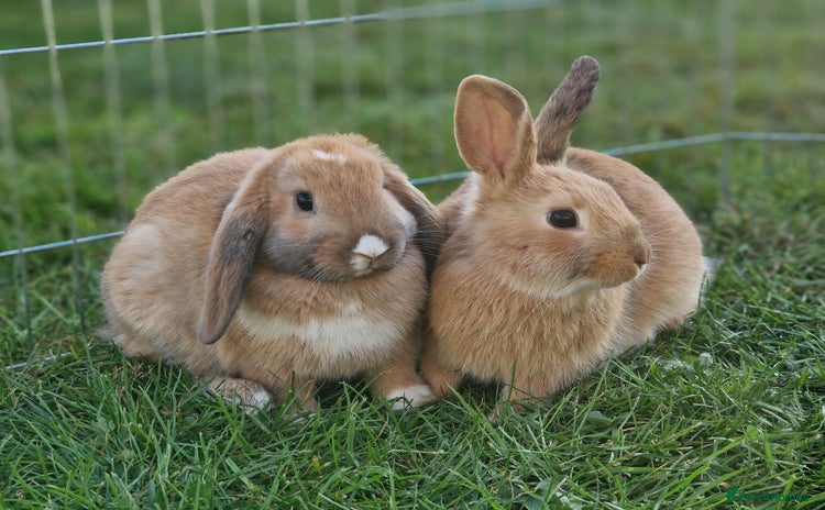 Mixed Breed rabbits - Advert 1