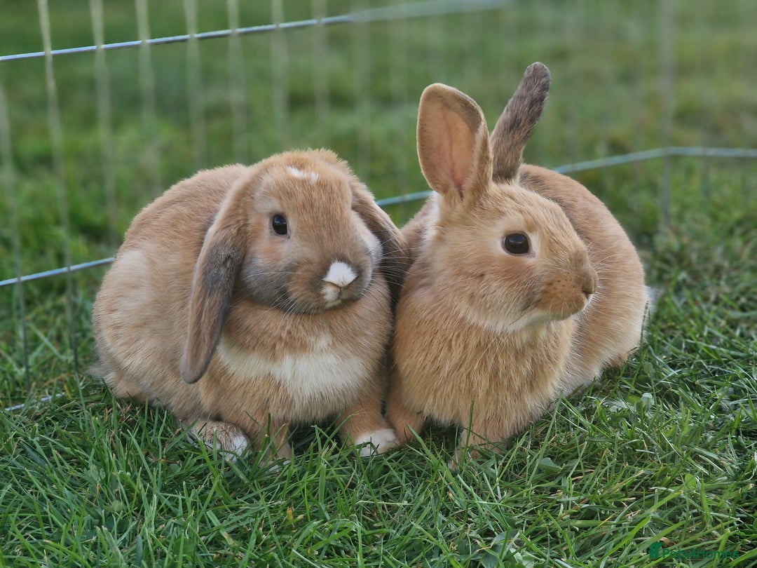 Mixed Breed rabbits for sale: Beautiful Bonded Bunnies - Image 1