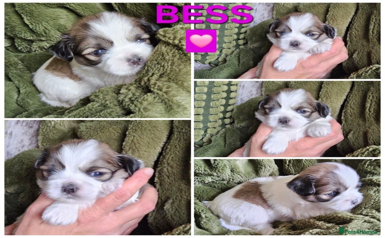 Lhasa Apso dogs - Advert 1