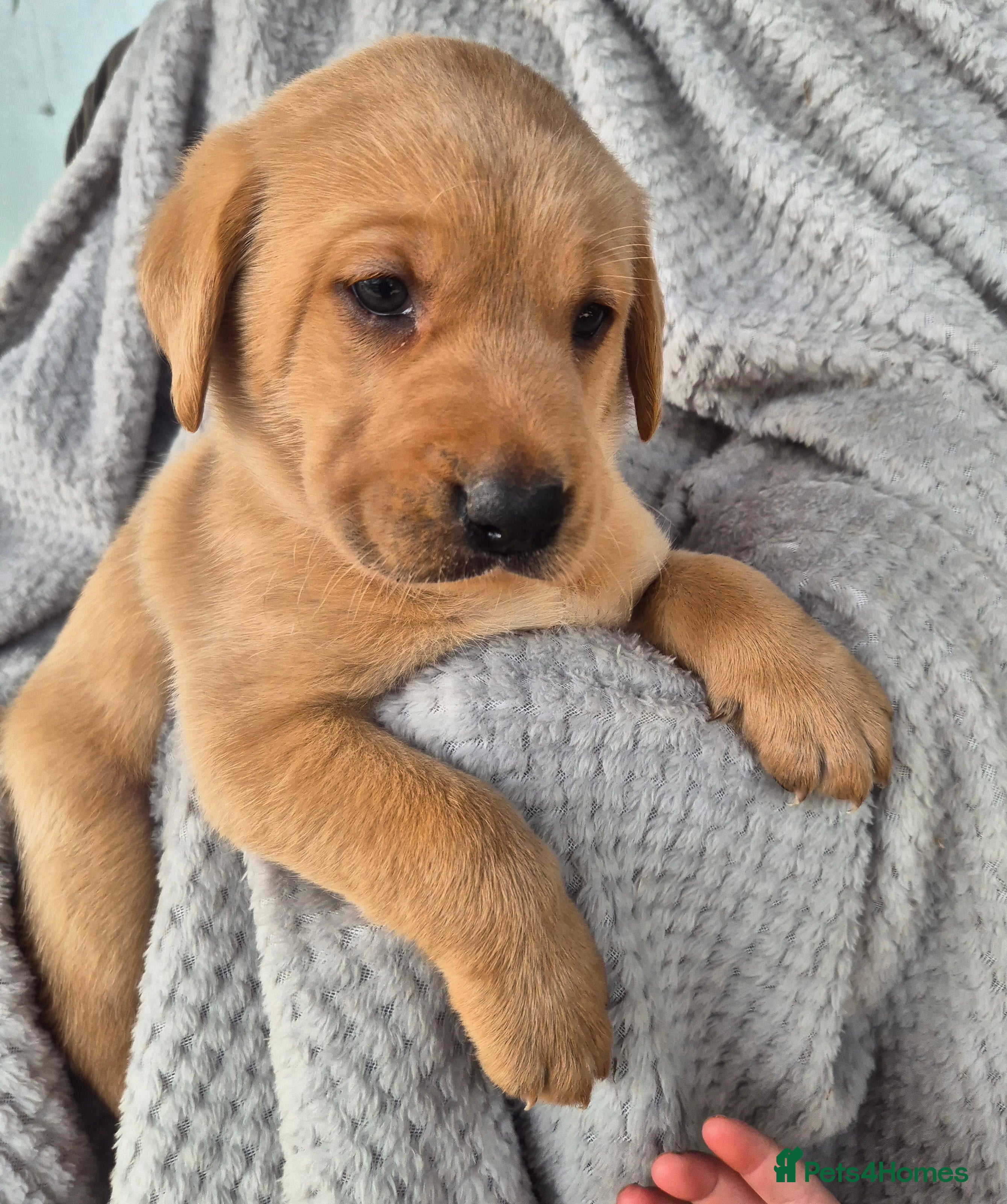 Labrador Retriever dogs Kc registered Labrador puppies  - Advert 1