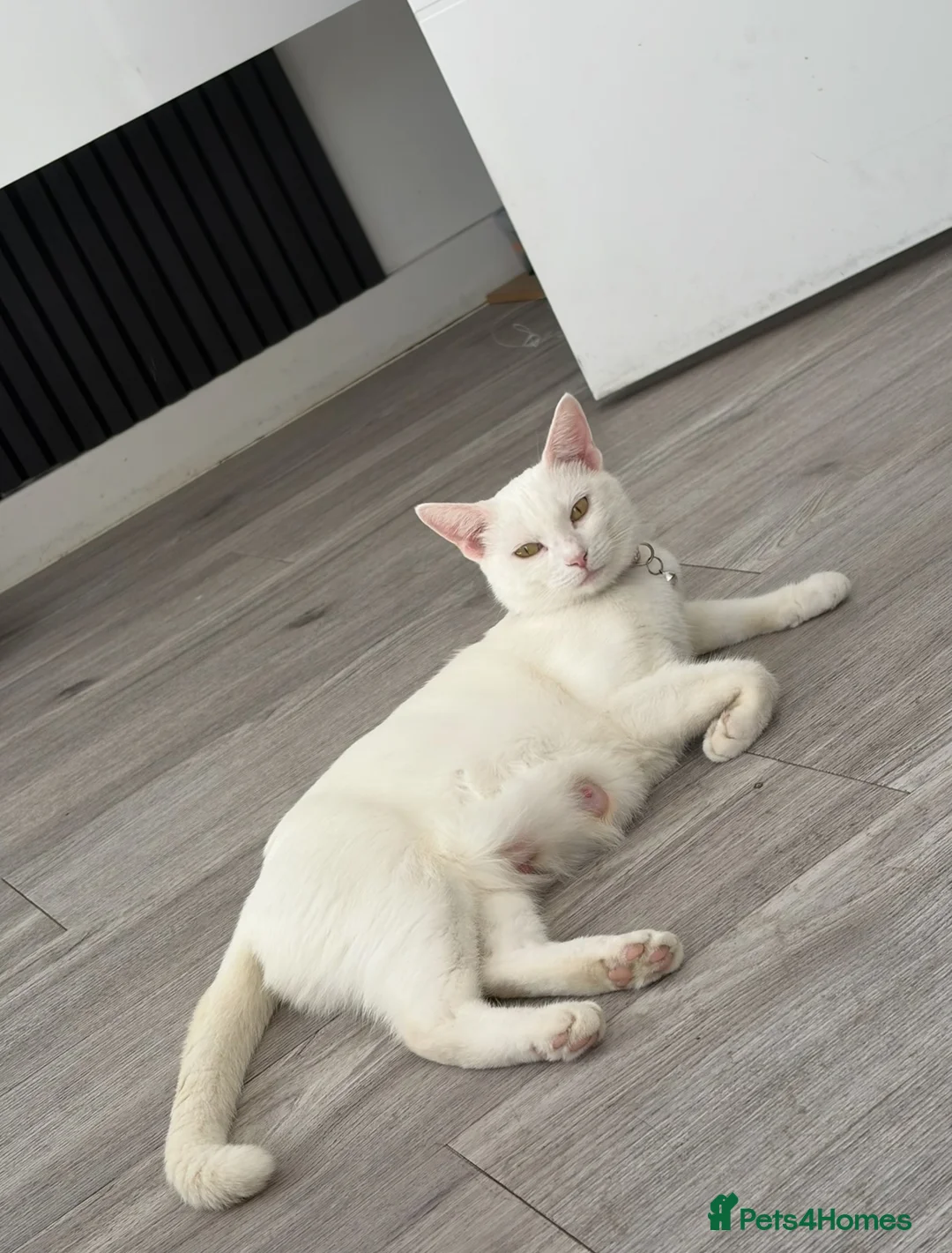 Russian Blue cats for sale: Russian White kittens Ready to go now  - Advert 12