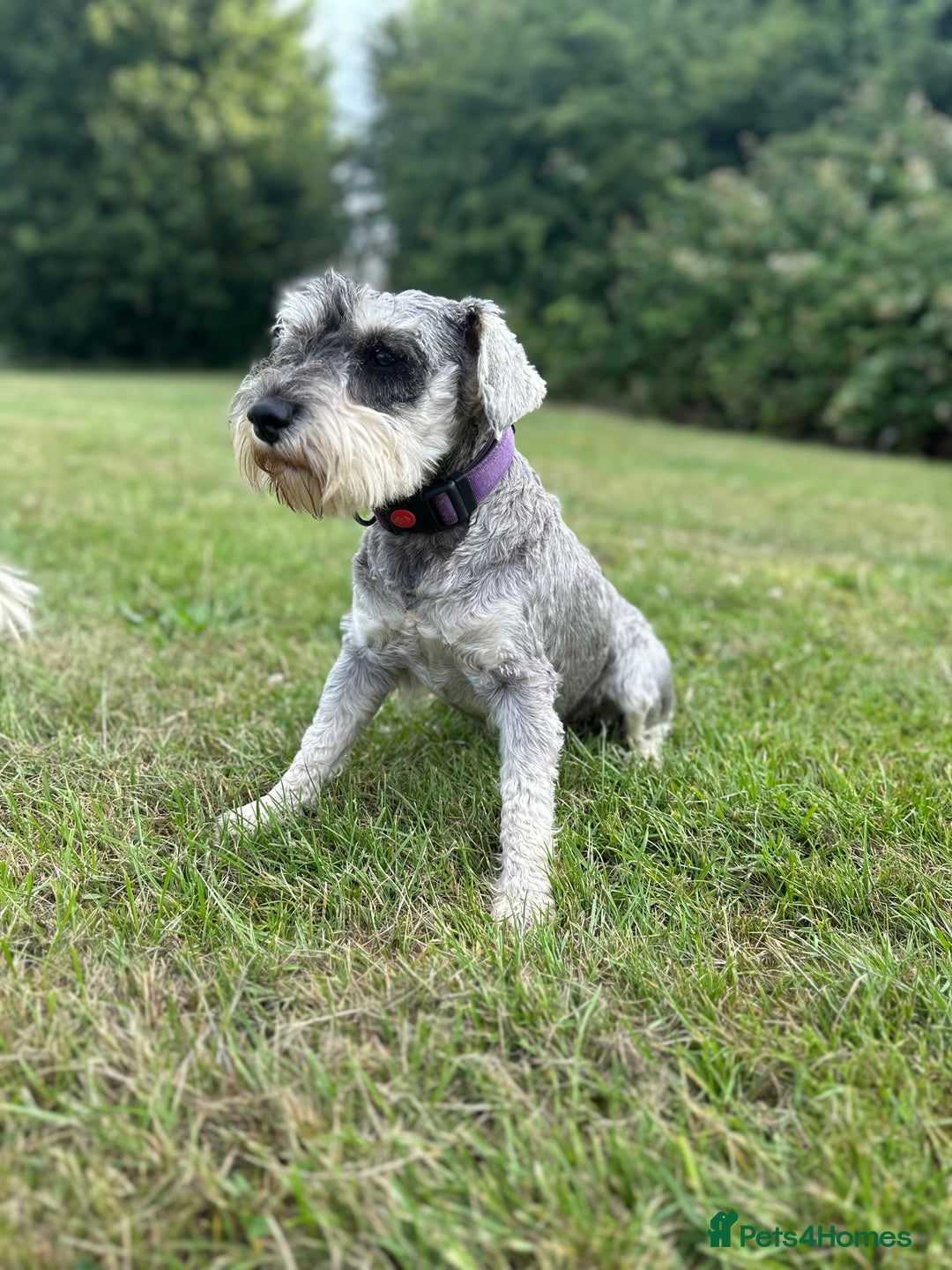 Miniature Schnauzer dogs for sale: OUTSTANDING CHAMPION LINES PUPPIES  - Advert 22