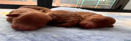 Toy Poodle dogs for sale: Deep red kc true size toy poodles - Advert 11