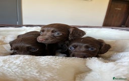 Cocker Spaniel dogs for sale: Carefully bred Kc FTW sired cocker spaniel pups,  - Image 19