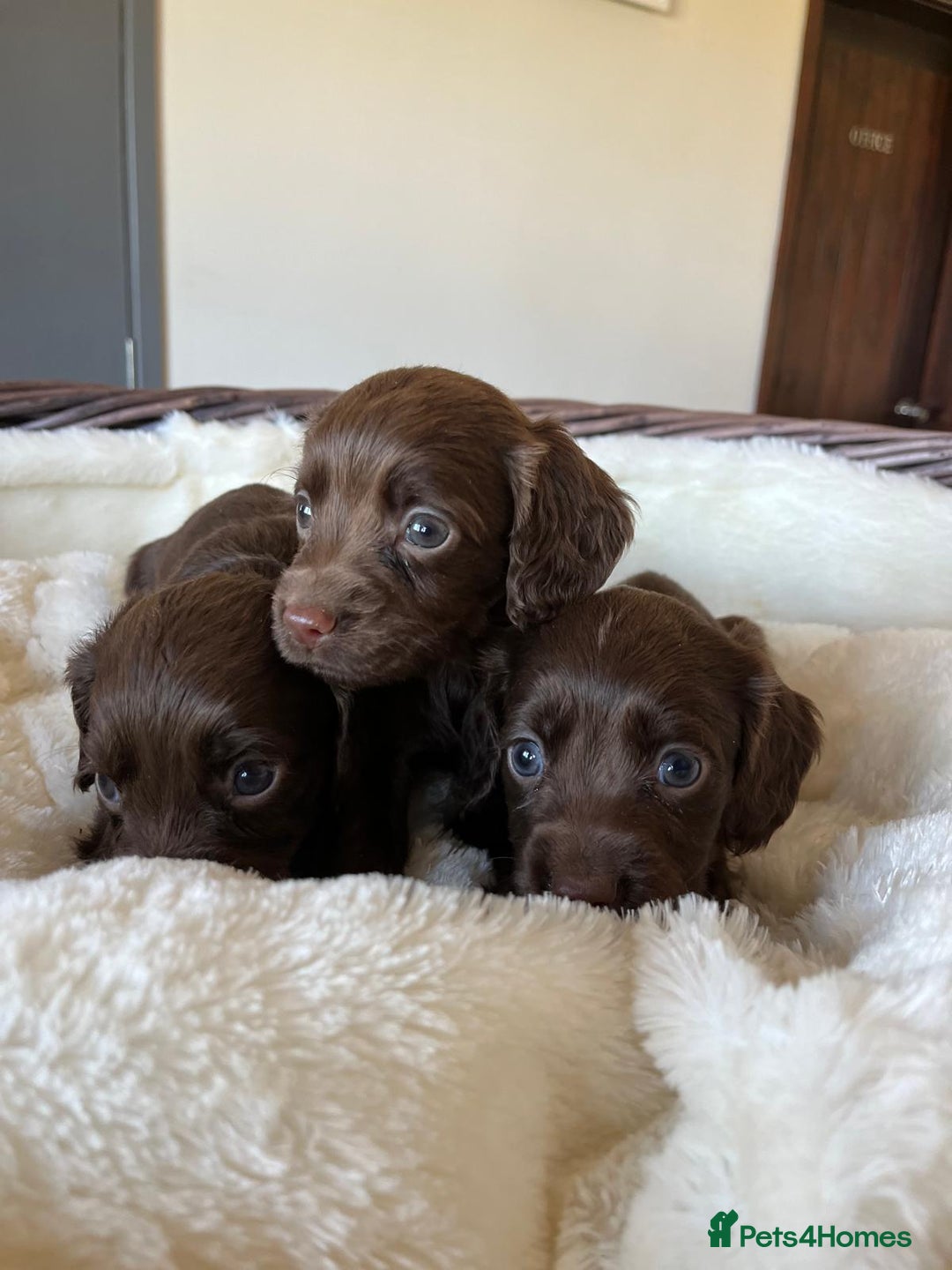 Cocker Spaniel dogs for sale: Carefully bred Kc FTW sired cocker spaniel pups,  - Image 19