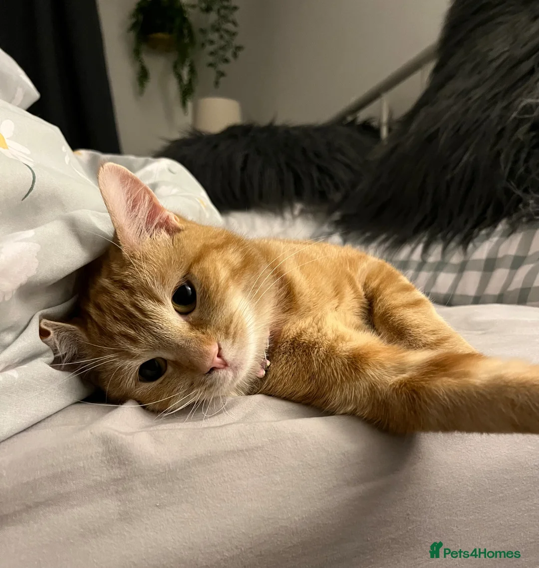 Mixed Breed cats for sale: Ginger five month old Kittens in Oakham - Advert 1