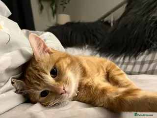 Mixed Breed cats Ginger five month old Kittens - Advert 1