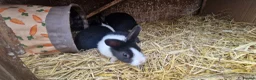 Dutch rabbits for sale: Diddy little Dutch buns- super friendly - M and F - Advert 12