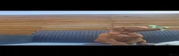 Rhodesian Ridgeback dogs for sale: Beautiful Rhodesian Ridgeback Puppies  - Advert 12