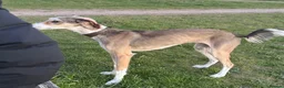 Lurcher dogs for sale: Lurcher for sale  - Advert 3