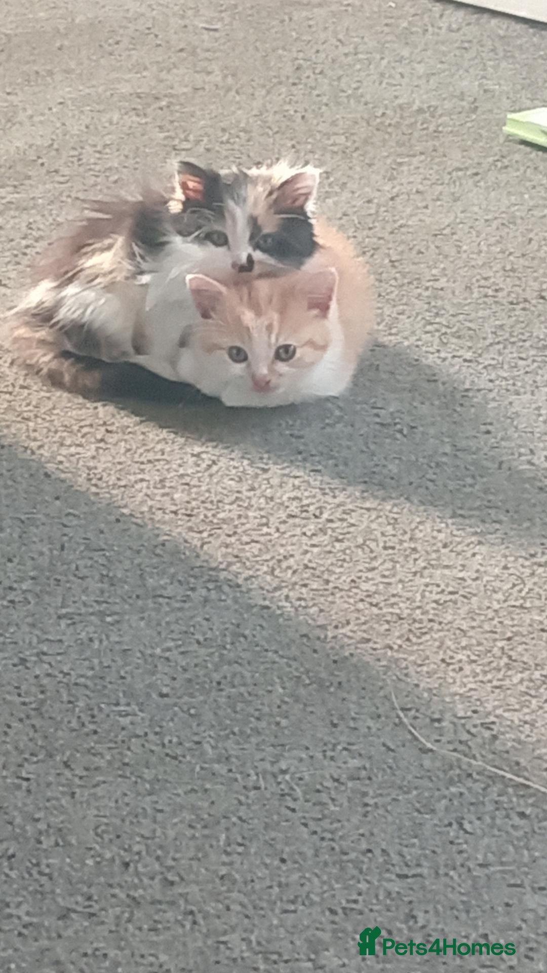 Mixed Breed cats for sale: 2 beautiful kittens - Advert 17