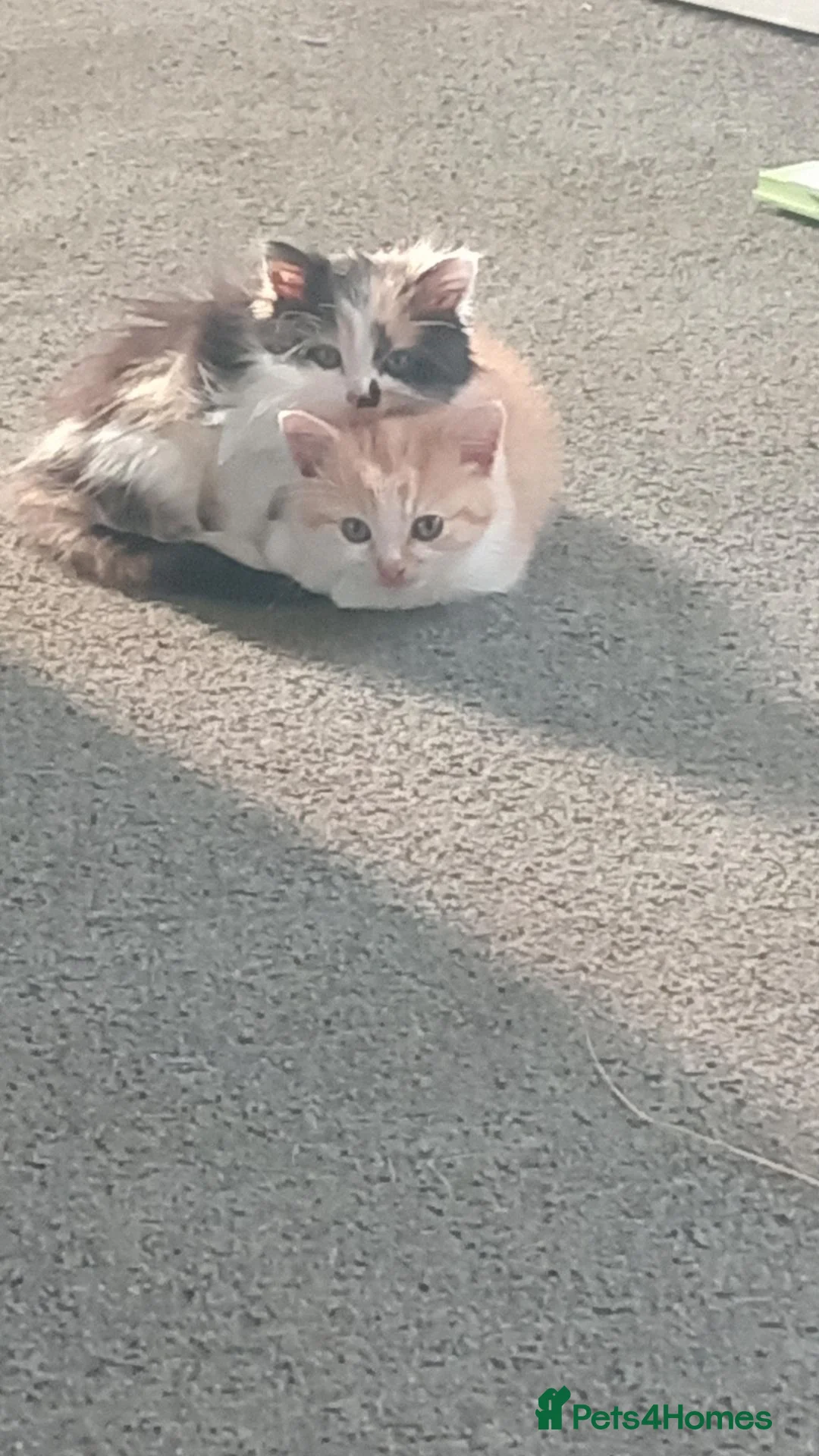 Mixed Breed cats for sale: 2 beautiful kittens in Huntingdon - Advert 1