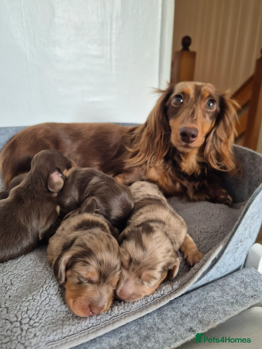 Miniature Dachshund dogs for sale: Long Hair Miniature Dachshund Puppy - Advert 2