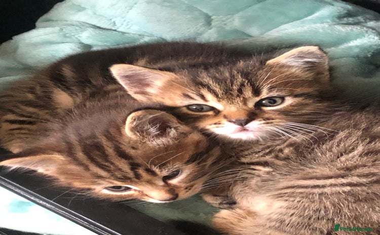 Mixed Breed cats - Advert 12