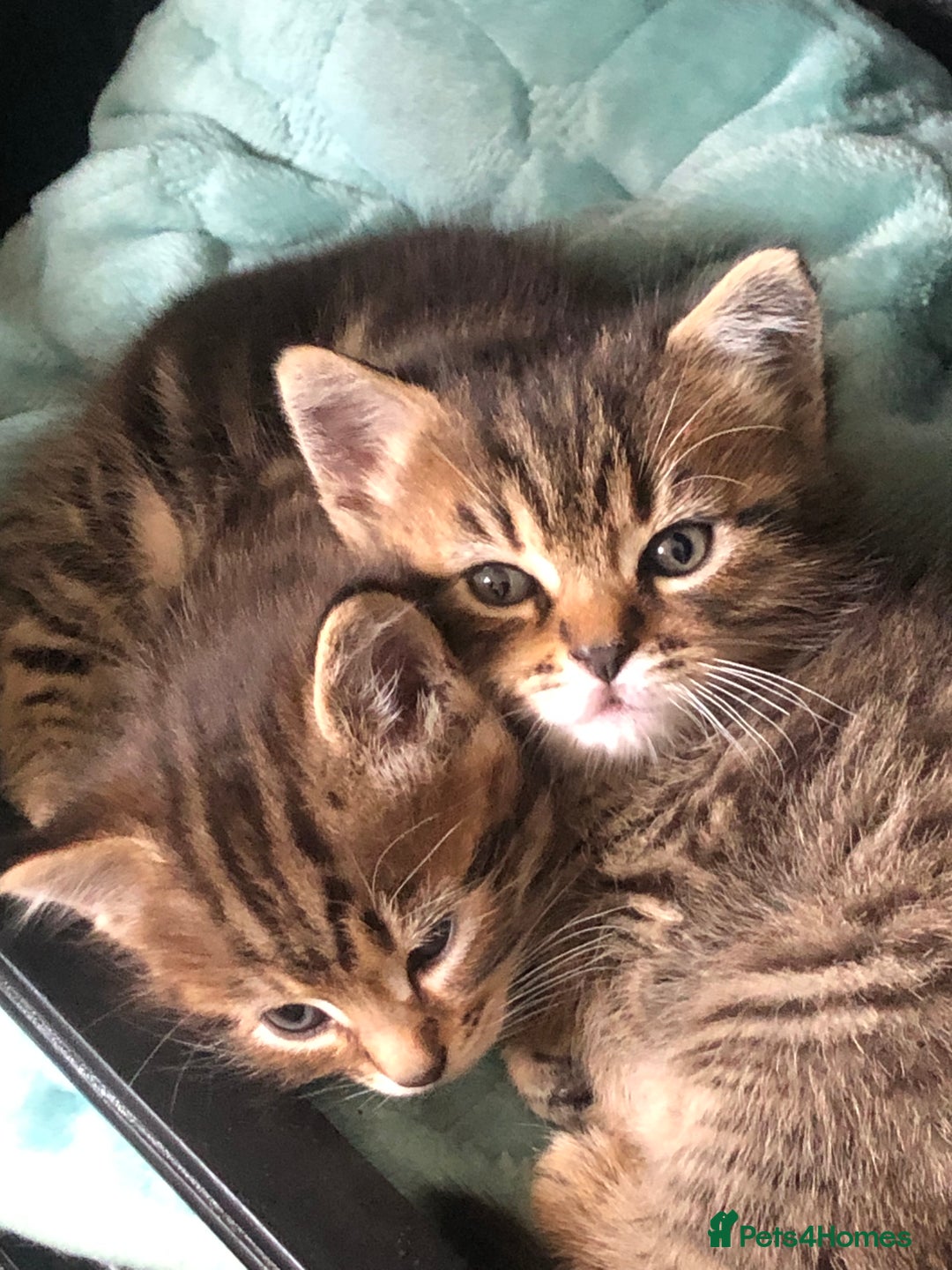 Mixed Breed cats for sale: Fluffy kittens - Image 1