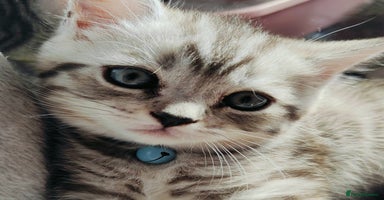 Scottish Fold cats - Advert 4