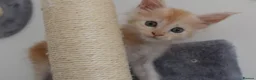 Maine Coon cats for sale: Majestic fluffballs FOR SALE - Advert 7