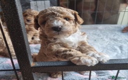 Maltipoo dogs for sale: Adorable Miniature Maltipoo Pups for sale - Image 5