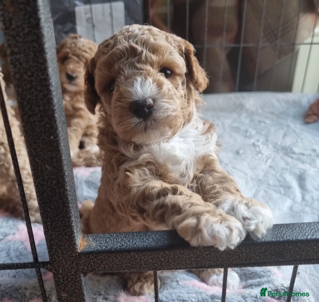 Maltipoo dogs for sale: Adorable Miniature Maltipoo Pups for sale - Image 5