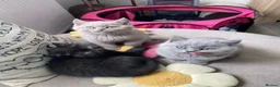 British Shorthair cats for sale: British short hair  - Advert 6