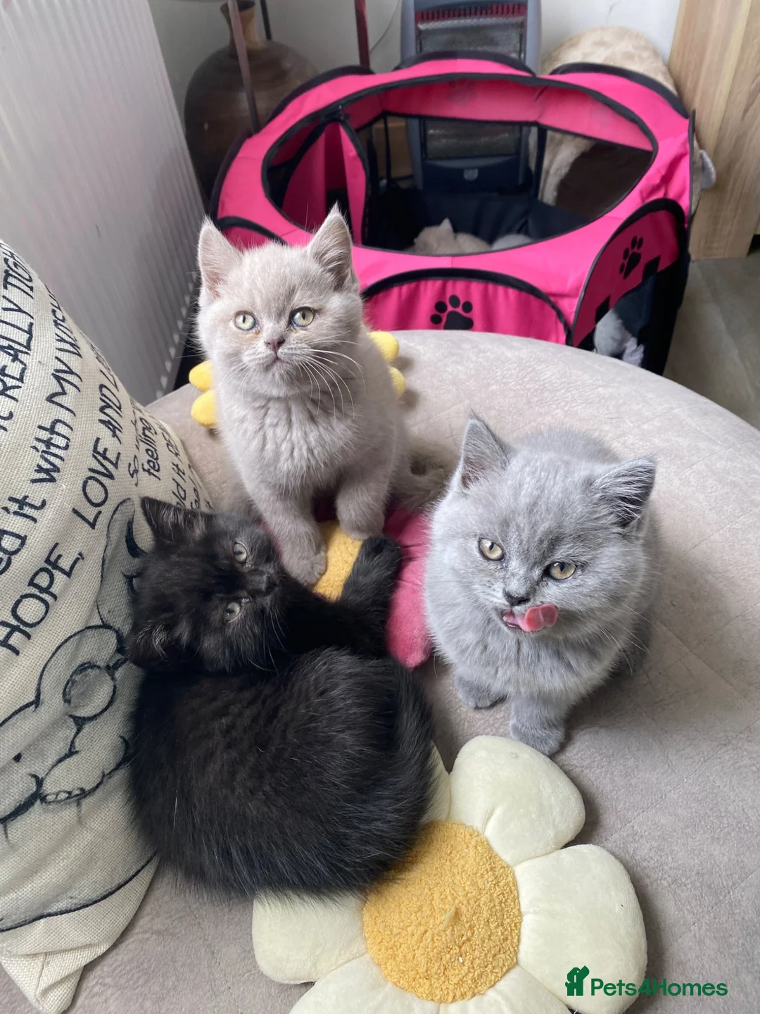 British Shorthair cats for sale: British short hair  - Advert 6