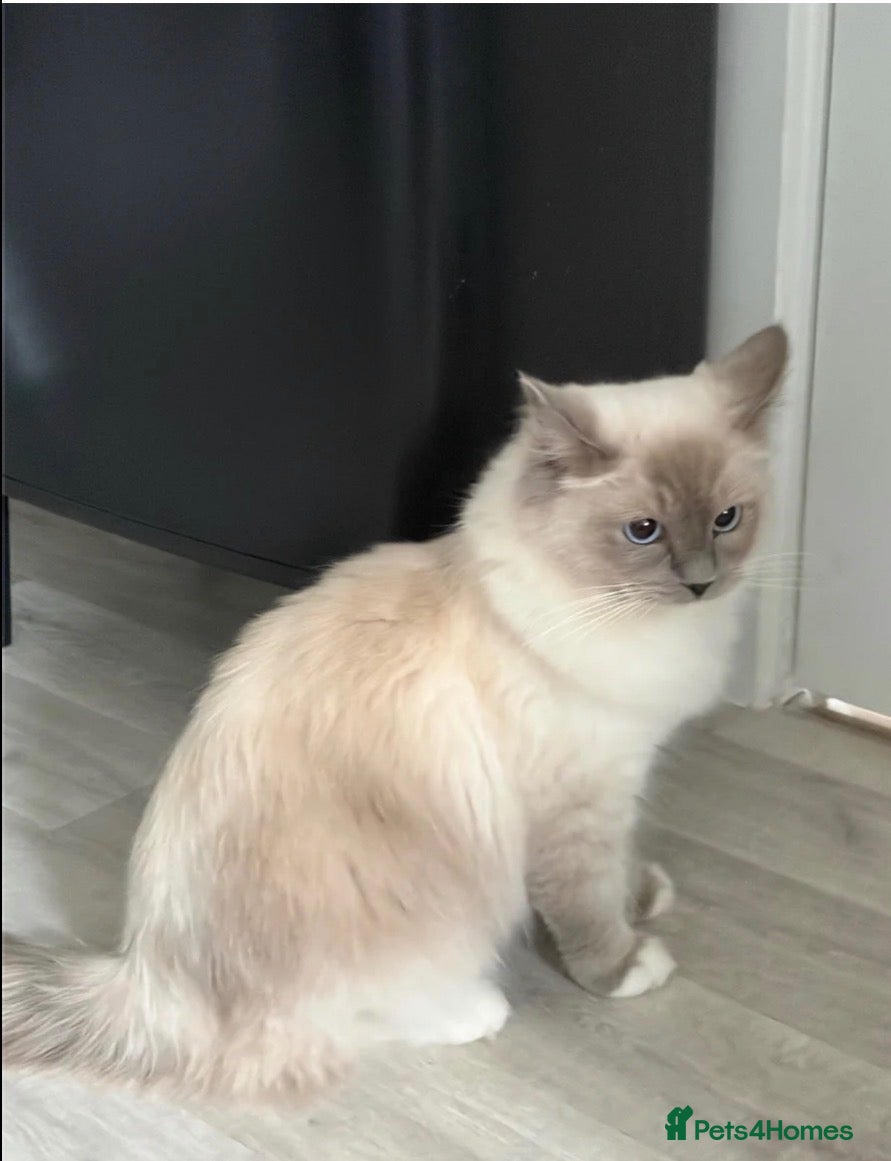 Ragdoll cats Female ragdolls sisters  - Advert 2