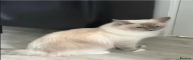 Ragdoll 1