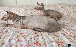 Sphynx cats for sale: Sphynx kitten - Image 8