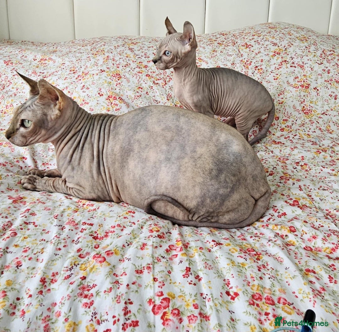 Sphynx cats for sale: Sphynx kitten - Image 8