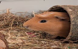 Guinea Pig rodents for sale: Two male guinea pigs free to a good, loving home. - Image 2