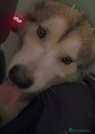 Siberian Husky dogs - Advert 5