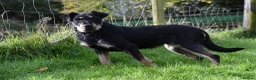 Huntaway dogs for sale: Rare Grizzly Huntaway Boy - Great Character in Crymych - Advert 6