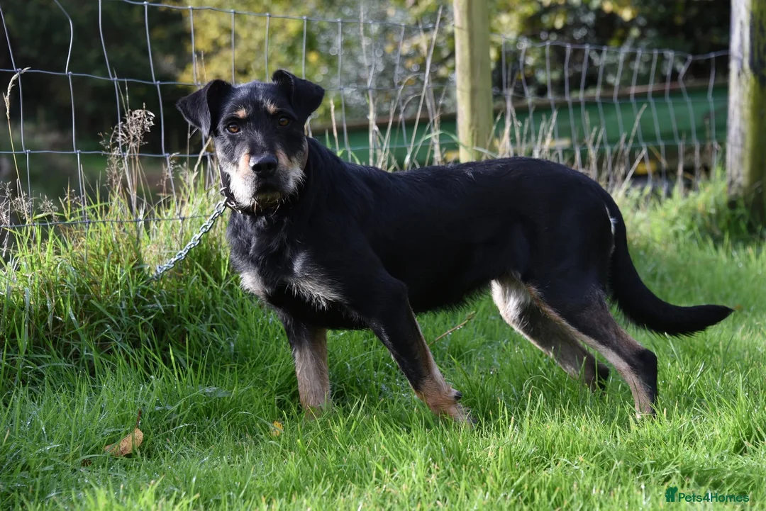Huntaway dogs for sale: Rare Grizzly Huntaway Boy - Great Character in Crymych - Advert 6