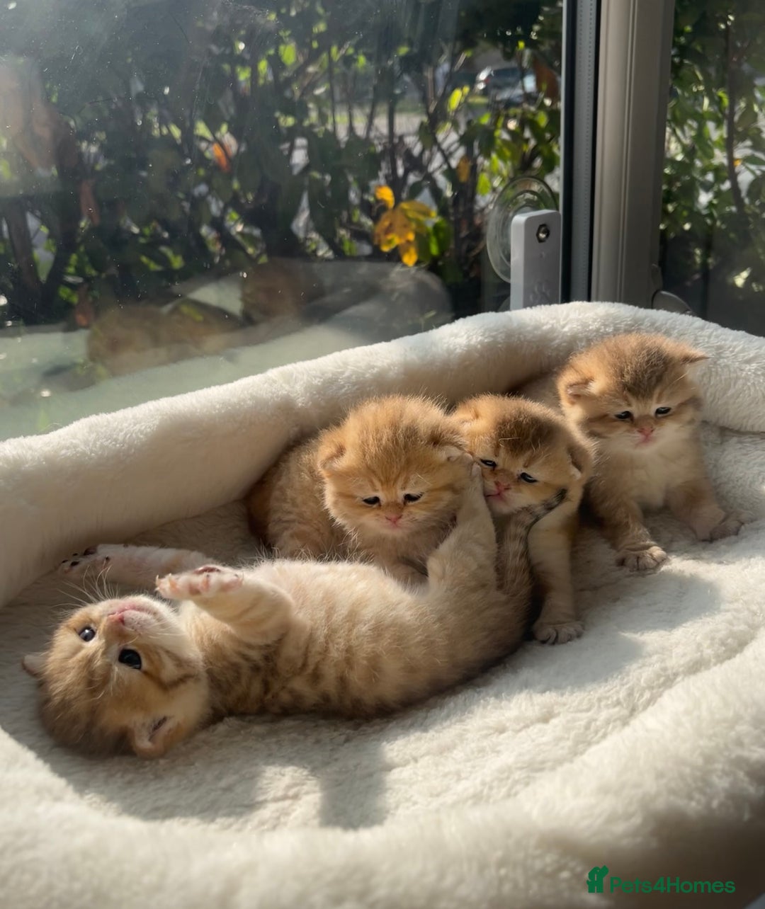 British Shorthair cats for sale: TICA Reg Beautiful Golden & Golden Tabby Bsh  - Image 9