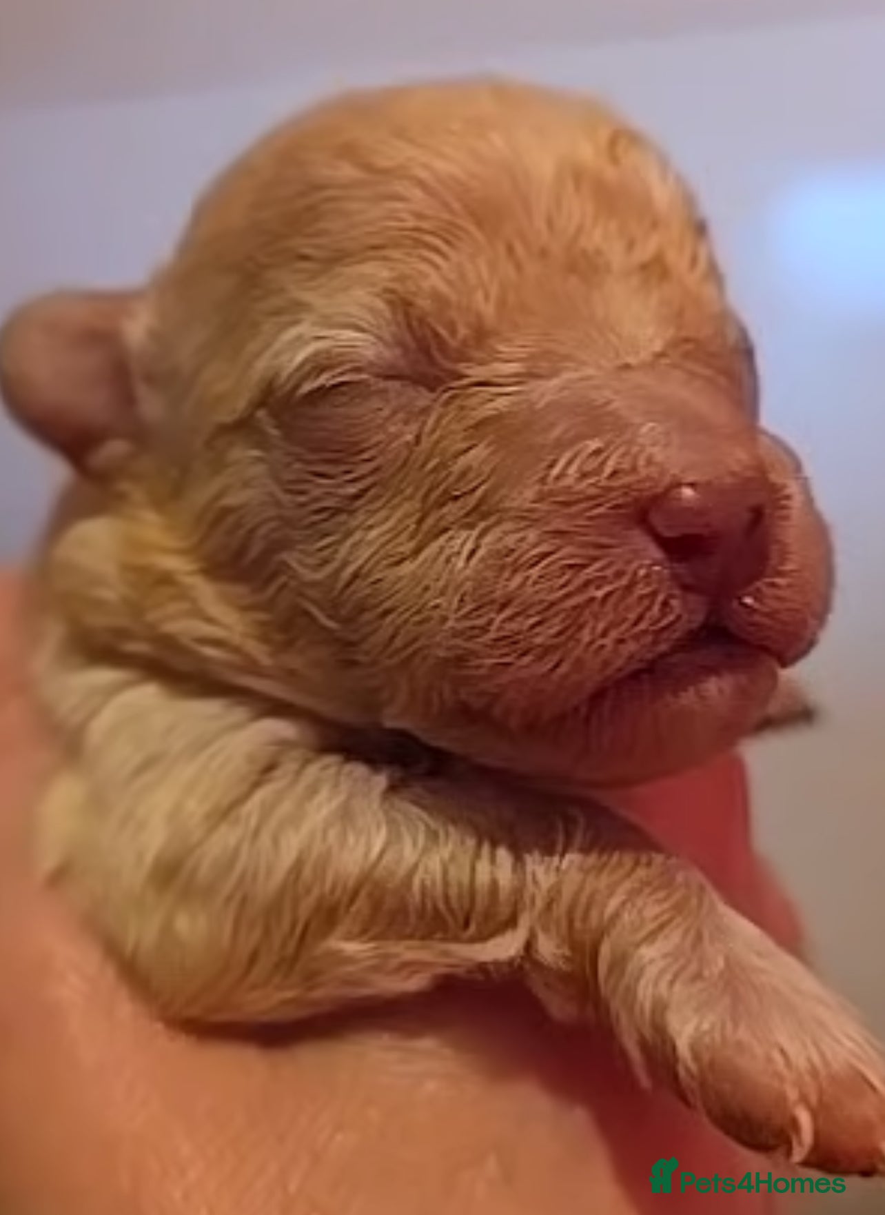 Maltipoo dogs Stunning✨rare Maltipoos  - Advert 3