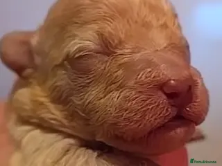 Maltipoo dogs Stunning✨rare Maltipoos - Advert 3