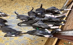 Staffordshire Bull Terrier dogs for sale:  ❤️ Beautiful Staffordshire puppies 🐶 - Advert 10