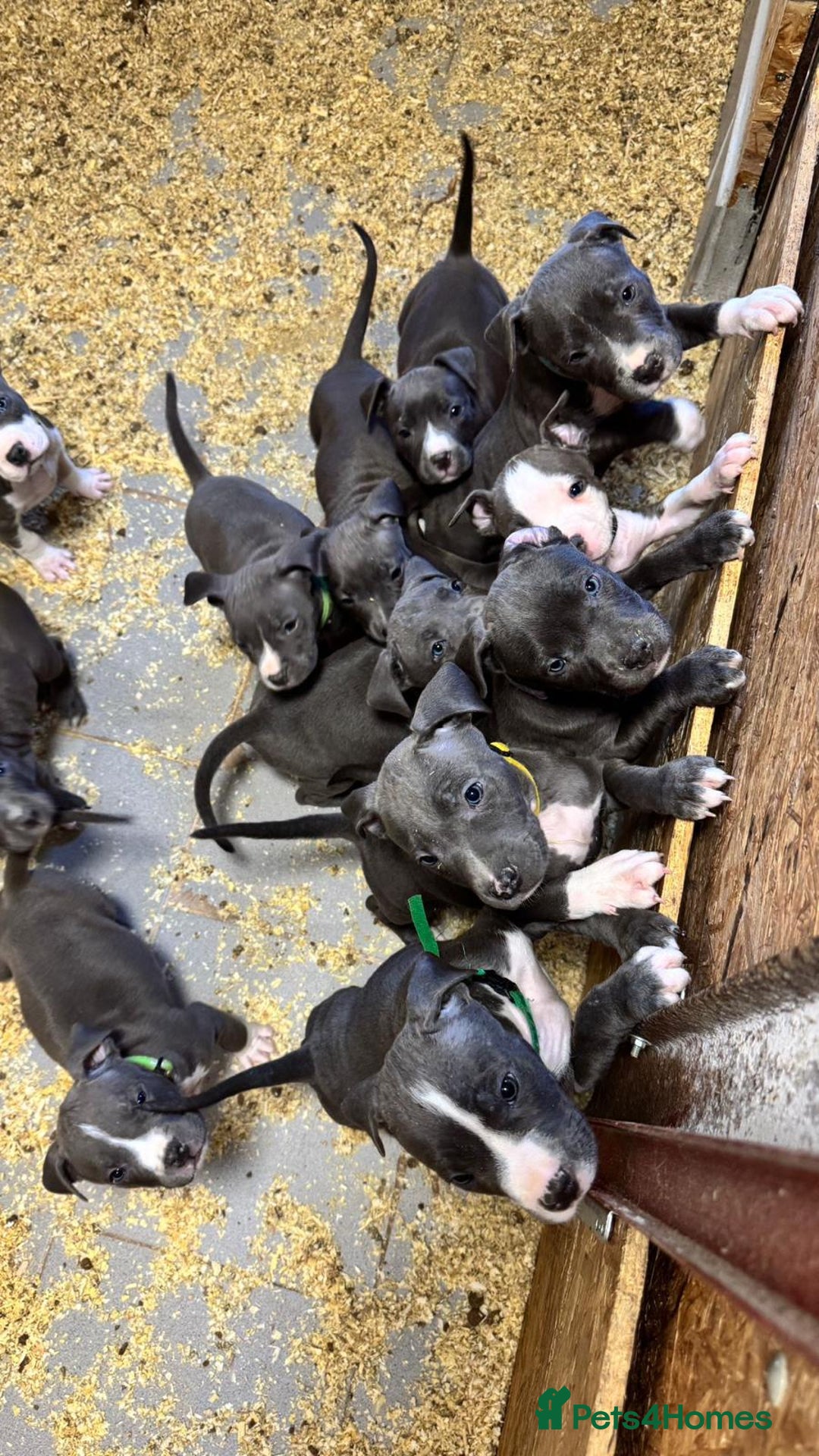 Staffordshire Bull Terrier dogs for sale:  ❤️ Beautiful Staffordshire puppies 🐶 - Advert 10