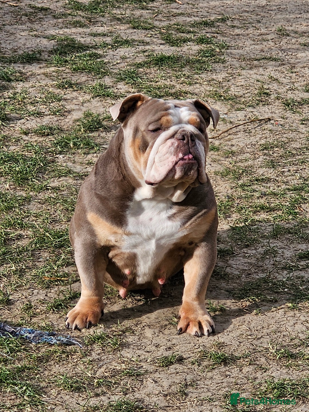 Mixed Breed dogs for sale: Micro exotic,s. - Advert 5