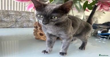 Bengal cats in Benfleet - Advert 4