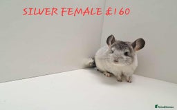 Chinchilla rodents for sale: STUNNING BABIES CHINCHILLA MIX COLOURS AND GENDER  - Image 4
