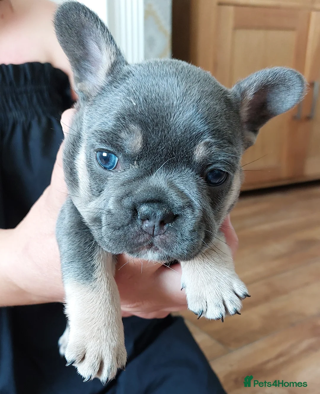 French Bulldog dogs for stud: kc French Bulldog Stud - Advert 8