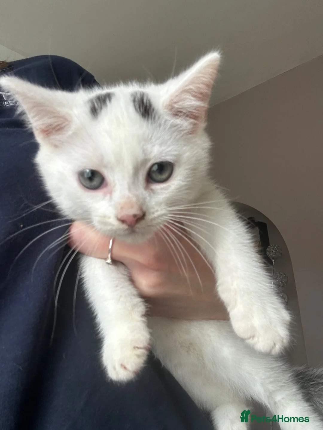 Mixed Breed cats for sale: 2 beautiful kittens for sale  - Advert 2