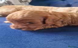 Cavapoo dogs for sale: Cavapoo f1b - Image 9