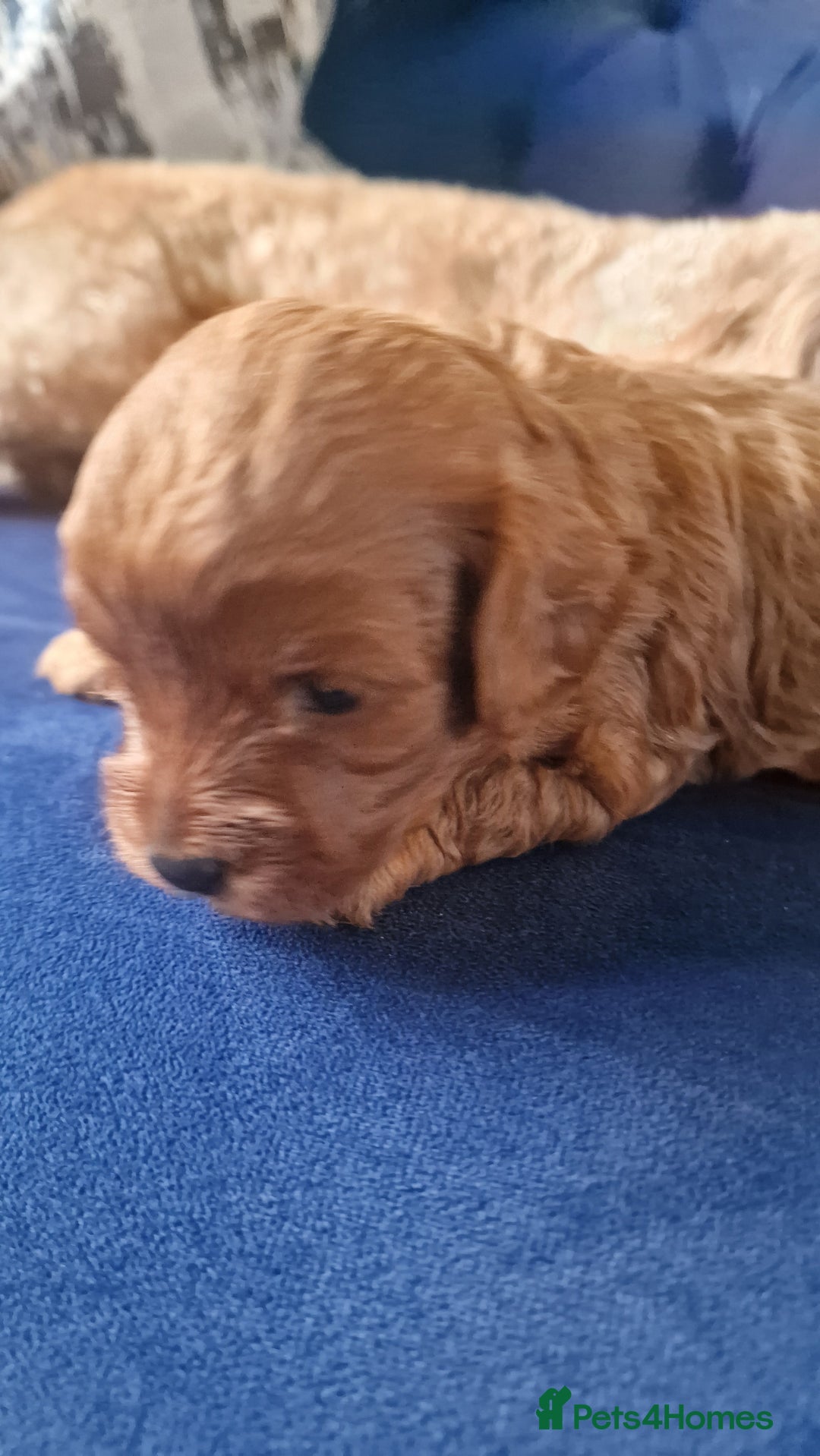 Cavapoo dogs for sale: Cavapoo f1b - Image 9