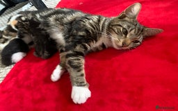 American Shorthair cats for sale: Beautiful boy kitten - Image 3