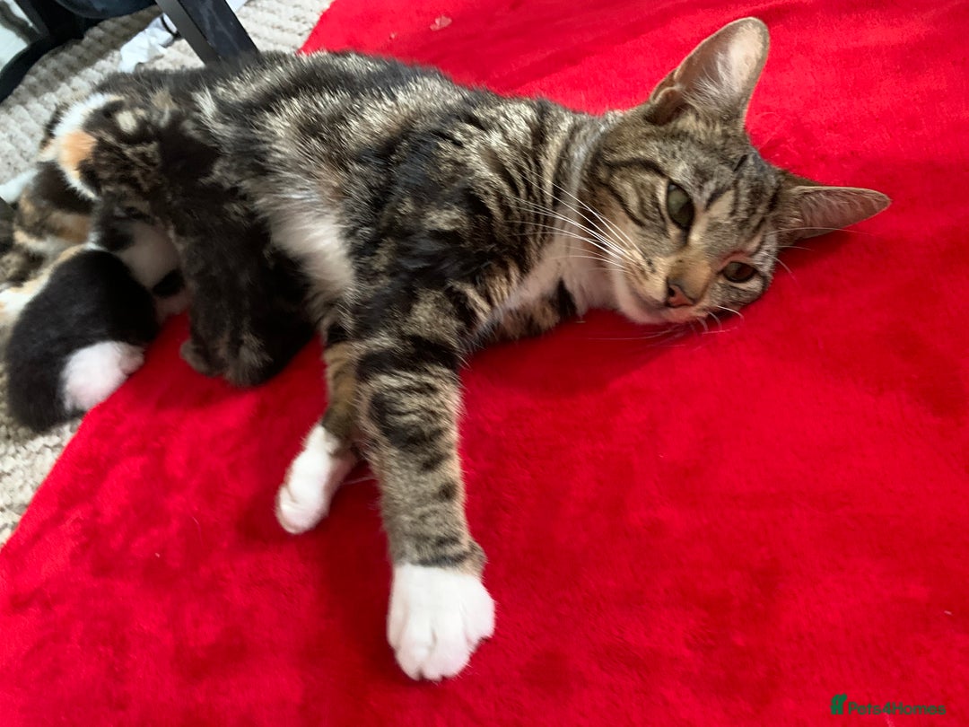 American Shorthair cats for sale: Beautiful boy kitten - Image 3